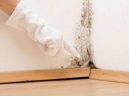 Mold Documentation for Insurance Claims in North Royalton, OH